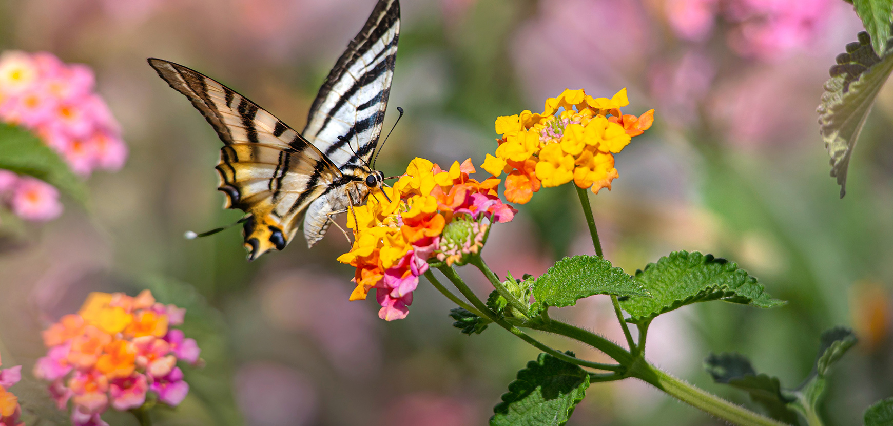 Lantanas