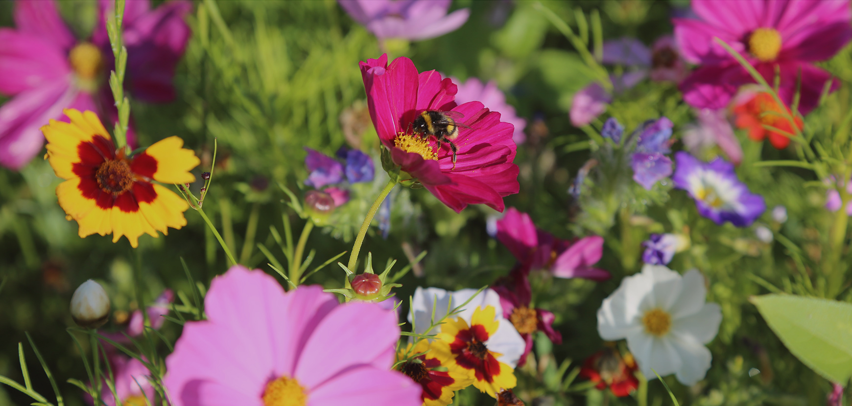 Nouveautés de plantes annuelles