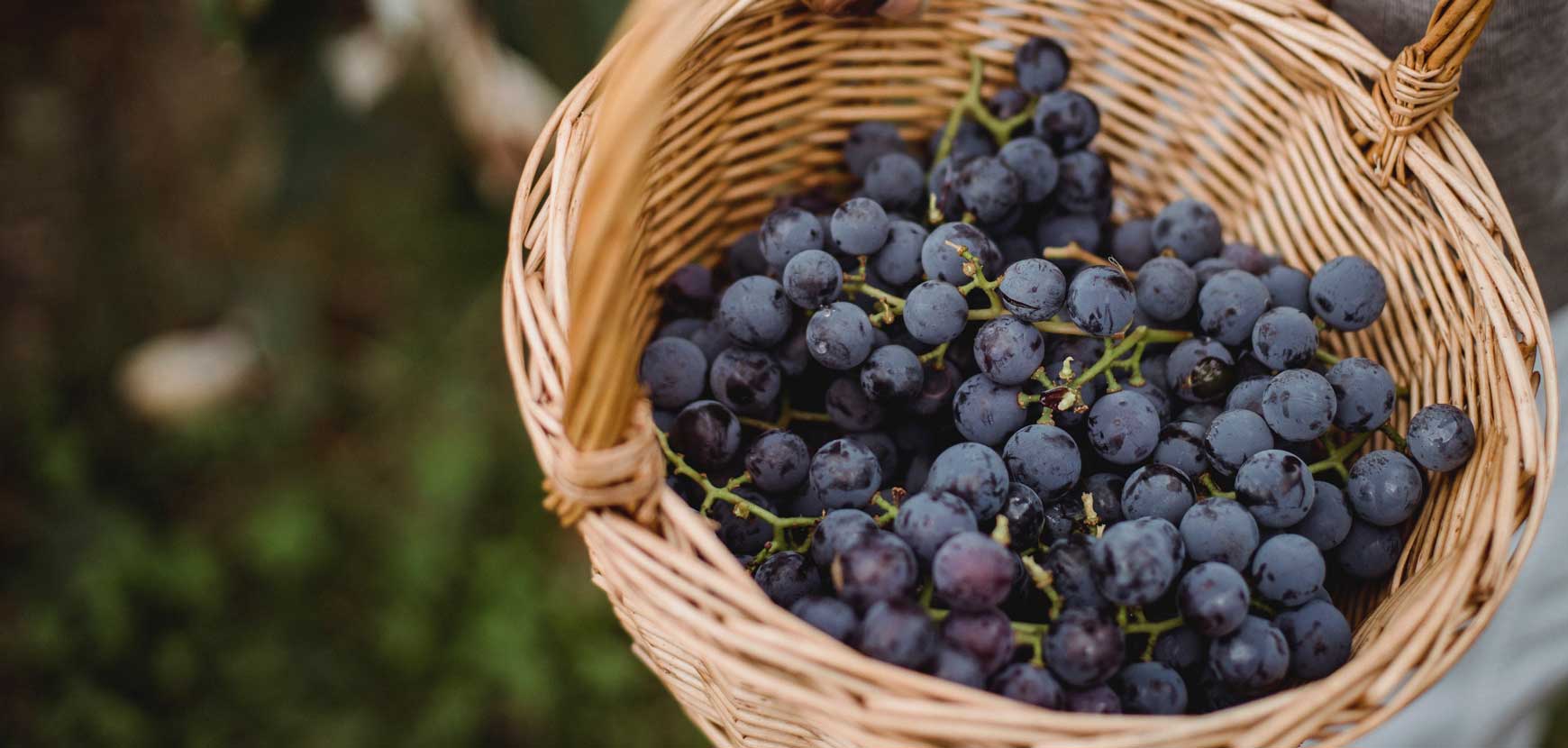 -30% sur une sélection de petits fruits ! -30% sur une sélection de petits fruits !