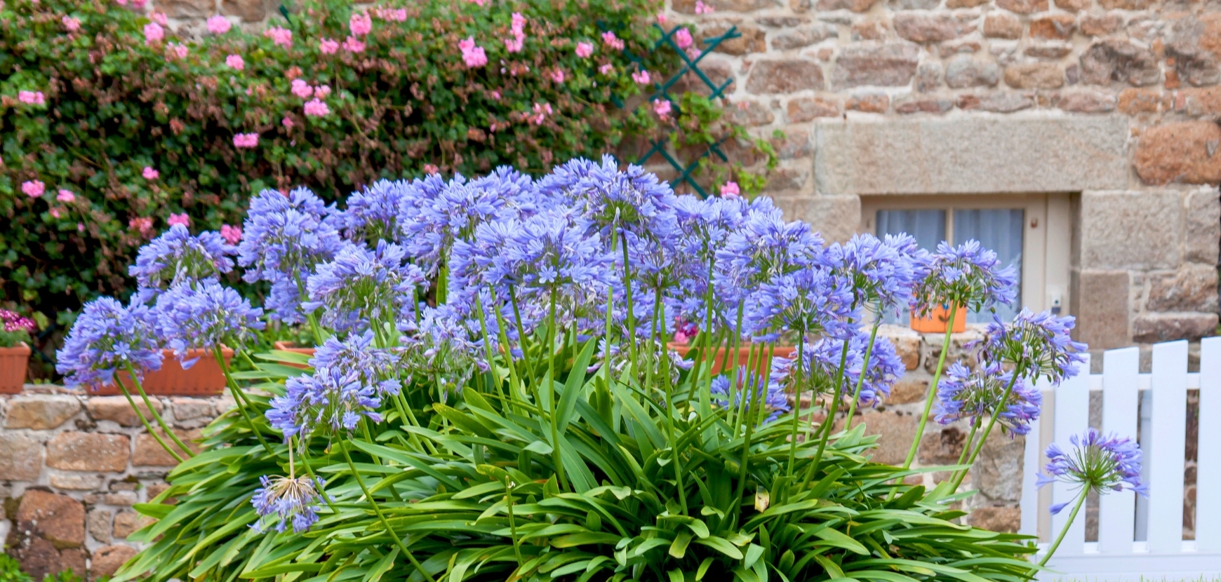 Promotions Bulbes à Fleurs
