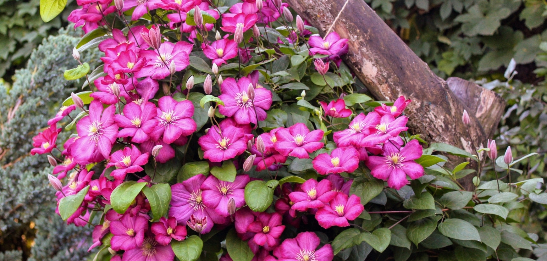 Promotions Plantes Grimpantes