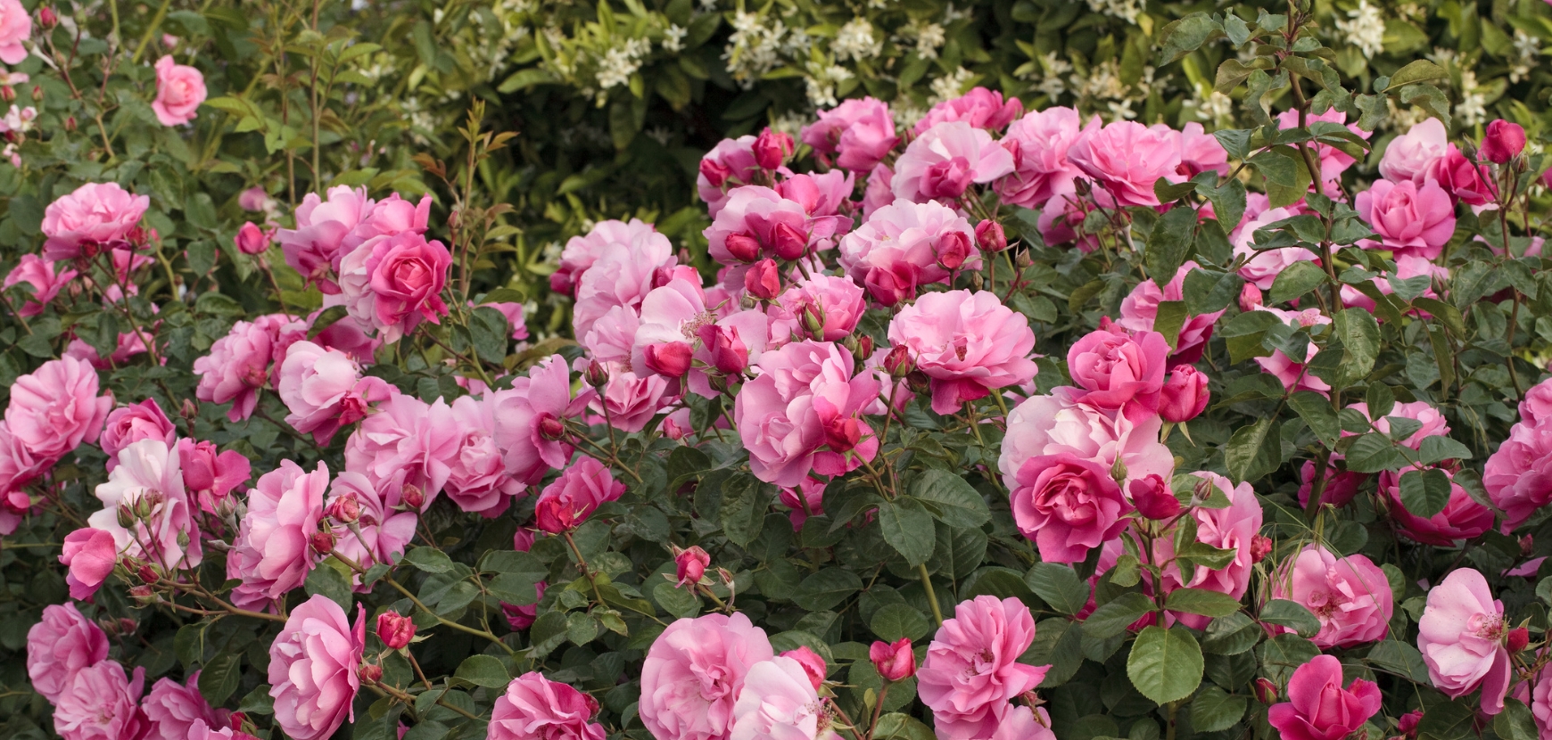 Rosiers Meidiland Rosiers Meidiland