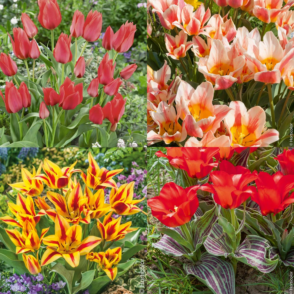 Acheter Bulbe de tulipe? Achat tulipes en ligne!