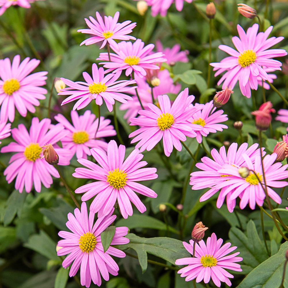 Brachycome Splendor Brachycome rose | Plantes annuelles – Meilland Richardier