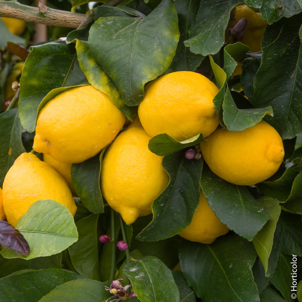 Citronnier des 4 saisons - Citrus - Hauteur 60/80cm - en pot de 5