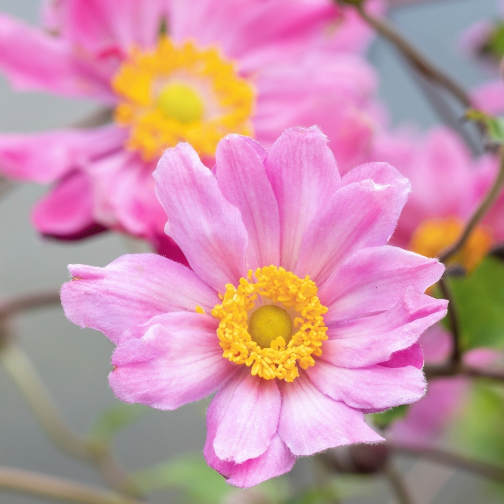 Anemone du Japon Pamina