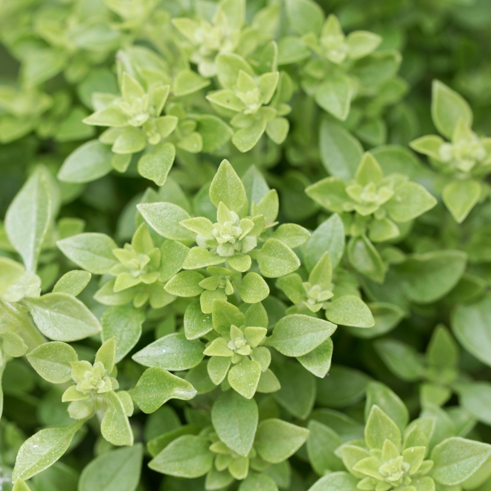 Verveine Des Jardins Naine Compacte Batlle - Plante Vivace Pour Pots, Bordures Et Bouquets - Coloris Vert - 5