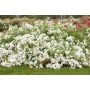 Rosier Icy DRIFT ® Meipicdevoj
