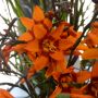 Crocosmia X ‘Emily McKenzie’