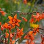 Crocosmia X ‘Emily McKenzie’