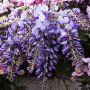 Glycine de Chine bleue 