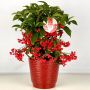 Ardisia crenata, ardisie, plantes de Noël Meilland Richardier