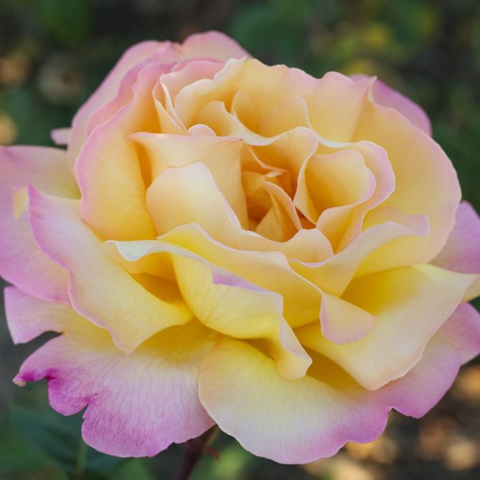 Rosier à Grandes Fleurs Rosa 'Mme Meilland' Jaune-Rose - Rosier Thé Hybride Floraison Continue 3,5L