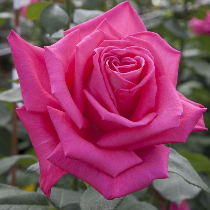 LOLITA LEMPICKA - Poudre à Joues Rosissante Rare Mon Rose, 4 G, Neuf Sous Emballage