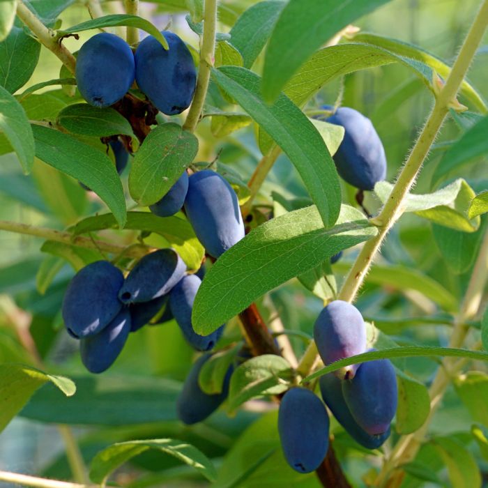 Baie de mai Blue Velvet | Fruitiers - Meilland Richardier