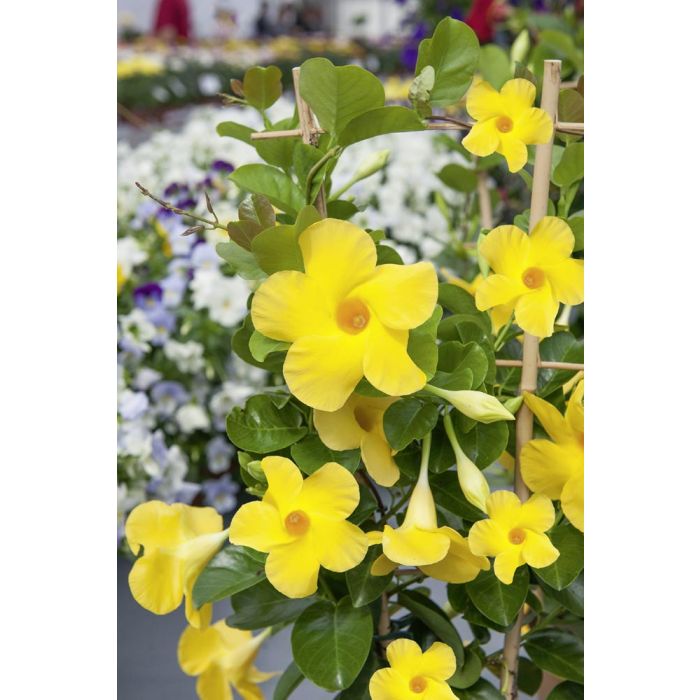 Diamantina® Opale Citrine Diamantina® Opale Citrine