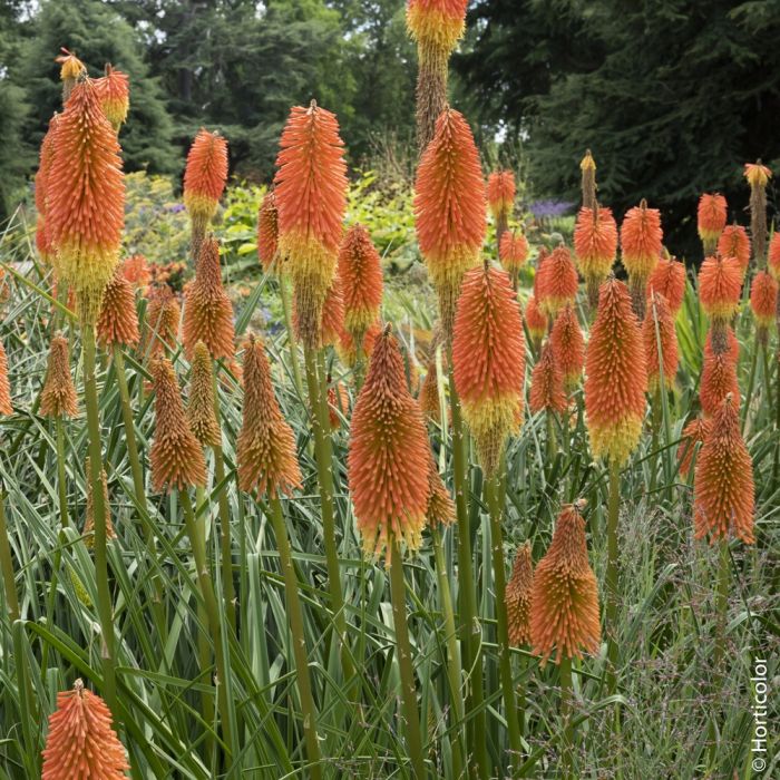 Tritoma uvaria ou kniphofia ou tison de Satan Tritoma uvaria ou kniphofia ou tison de Satan