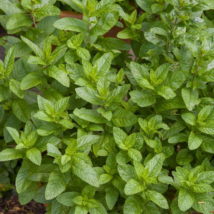 Menthe Mojito, Mentha X &lsquo;Mojito&rsquo;