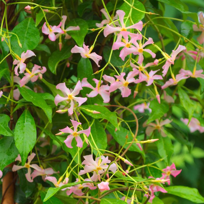 Jasmin Étoilé (Trachelospermum Jasminoides) - Plante Grimpante Parfumée - Persistant - Floraison Blanche Été - Pot 3L