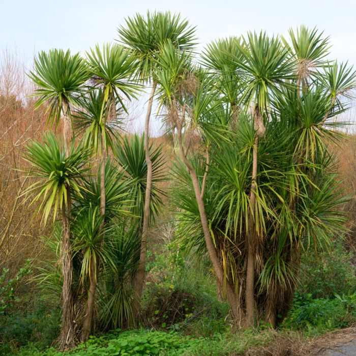 Cordyline australis ou Dracaena, mditerranenne Meilland Richardier