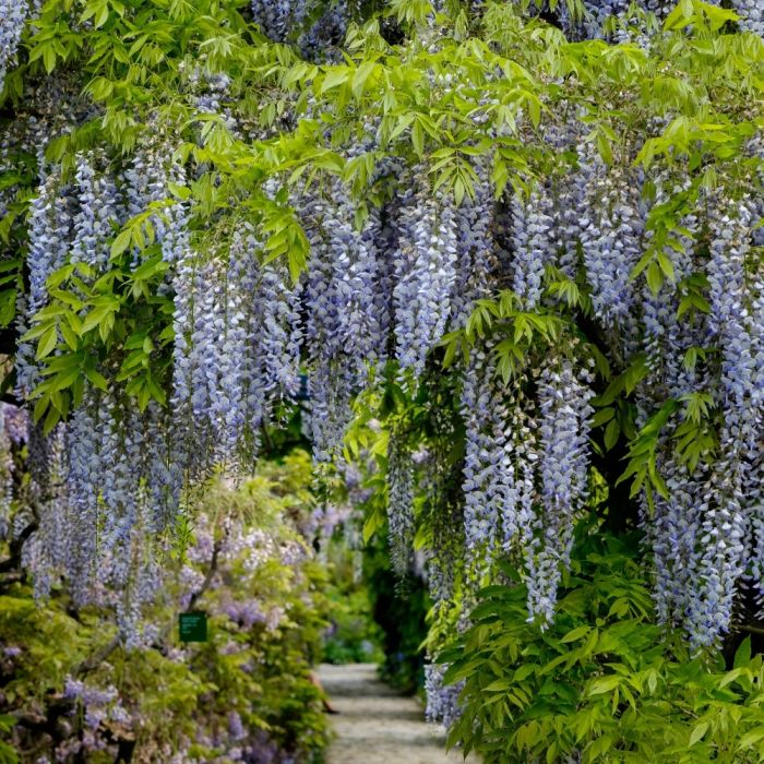 Glycine Domino, Wisteria floribunda  fleurs mauves bleutes