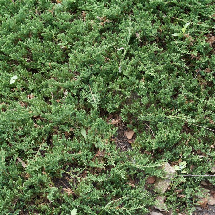 Juniperus Horizontali Prince of Wales