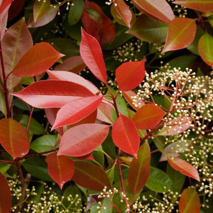 philodendron buono Philodendron Jose Buono – Berlinplant main image 1