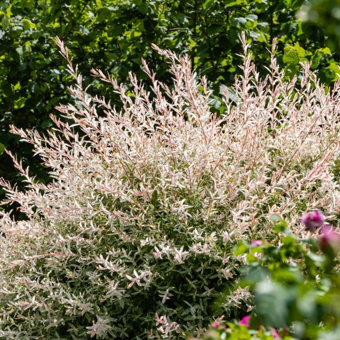 Saule Crevette ou Salix integra 'Hakuro Nishiki'
