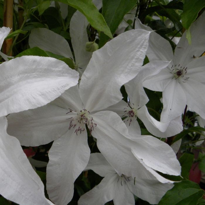 Clématite ou Clematis X BEAUTIFUL BRIDE ®