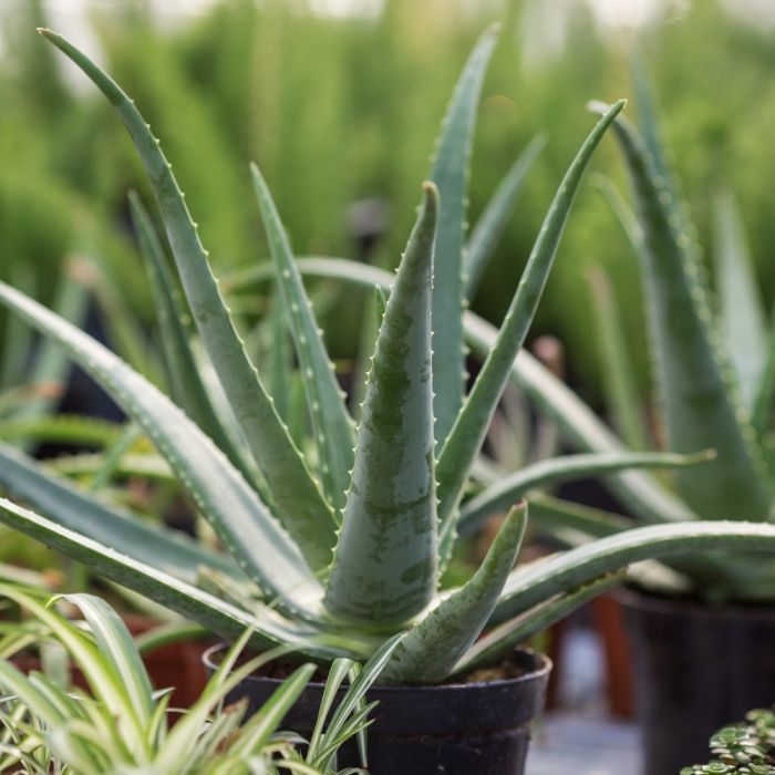 aloe vera for thrush Soothing Aloe Vera Gel
