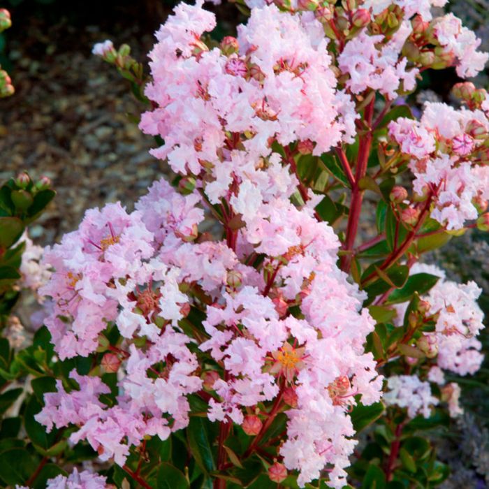 LAGERSTROEMIA indica With Love ® Babe fleurs