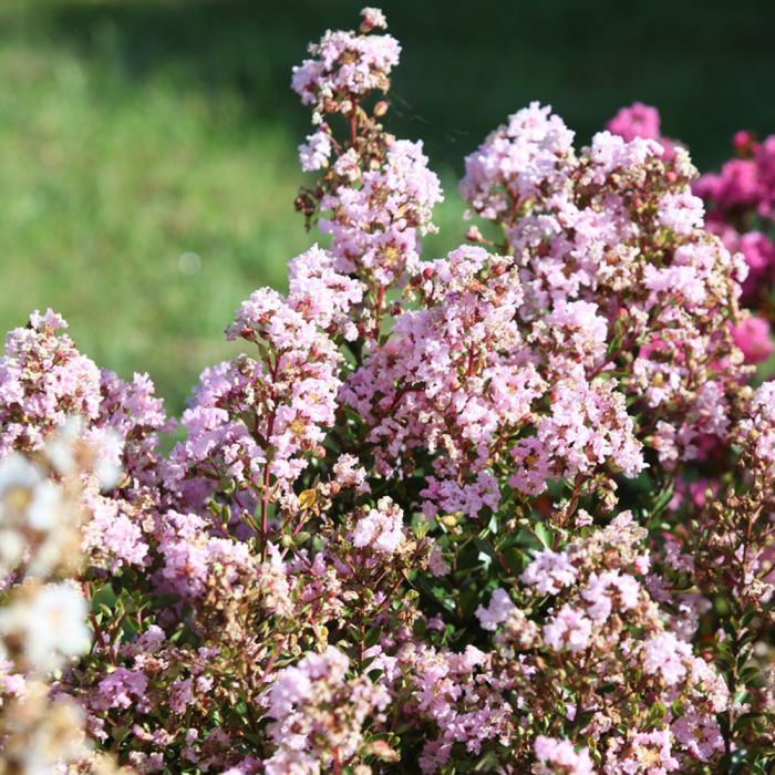 LAGERSTROEMIA indica With Love ® Babe floraison