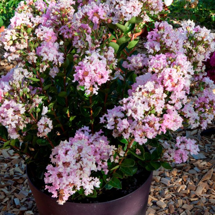 LAGERSTROEMIA indica With Love ® Babe en pot