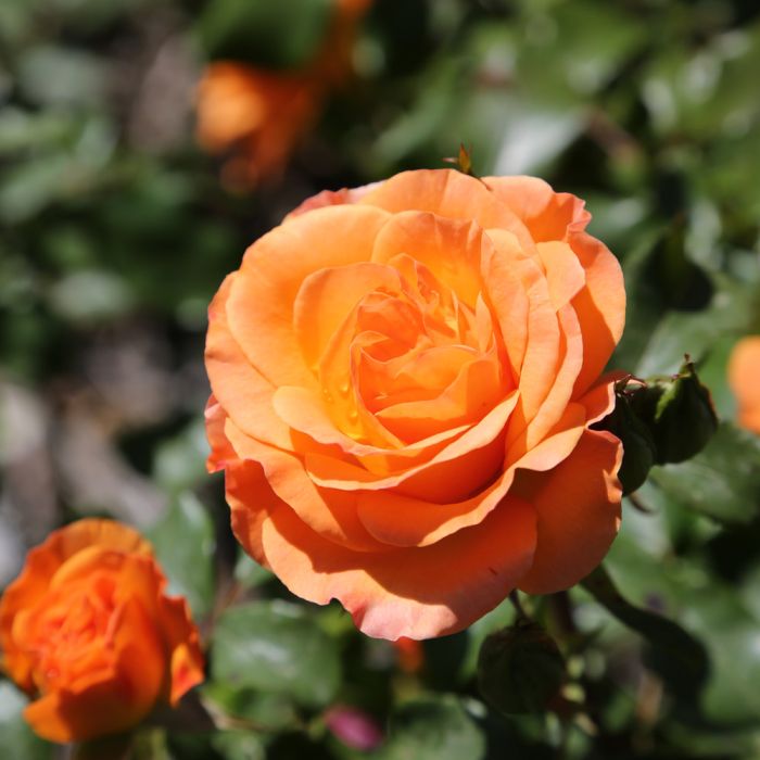 Rosier Rouge En Pot - Rosier à Fleurs Rouges Abondantes Et Romantiques Pour Jardin D'Été