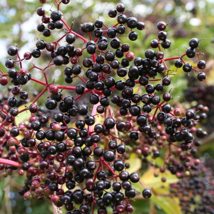 150 Graines De Sureau Noir (Sambucus Nigra) - Graines Reproductibles, Non Traitées - Pour Jardin Permaculture, Haies, Plantes Médicinales - 9