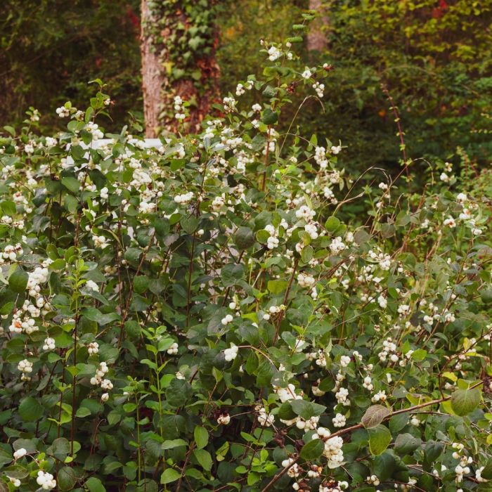 SYMPHORICARPOS x doorenbosii 'WHITE HEDGE' | Minier Solution Pro
