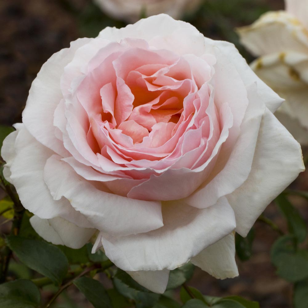 Rosier buisson ANDRE LE NOTRE ® Meiceppus Meilland Richardier — free download