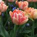 Tulipe double hâtive ‘Foxy Foxtrot’