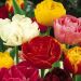 Tulipes doubles à fleurs de Pivoines en mélange