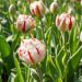 Tulipe double à fleurs de Pivoines Carnaval de Nice
