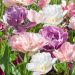Tulipes doubles à fleurs de Pivoines mélange Double Delight 
