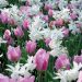 Assortiment Belle Île en Mer : narcisse + tulipe	