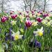 Assortiment Champêtre : Tulipes + Narcisses + muscaris