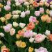 Assortiment Açores : tulipes doubles
