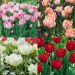 Collection de 32 Tulipes doubles hâtives