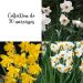 Collection de 30 Narcisses