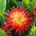 Dahlia cactus à grandes fleurs Bora Bora