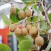 Kiwi autofertile, Actinidia deliciosa ou Actinidia chinensis SOLISSIMO ® ‘Renact’