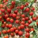 Plant de tomate cerise Rubylicious greffé