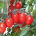 Plant de Tomate cerise allongée Tutti Frutti